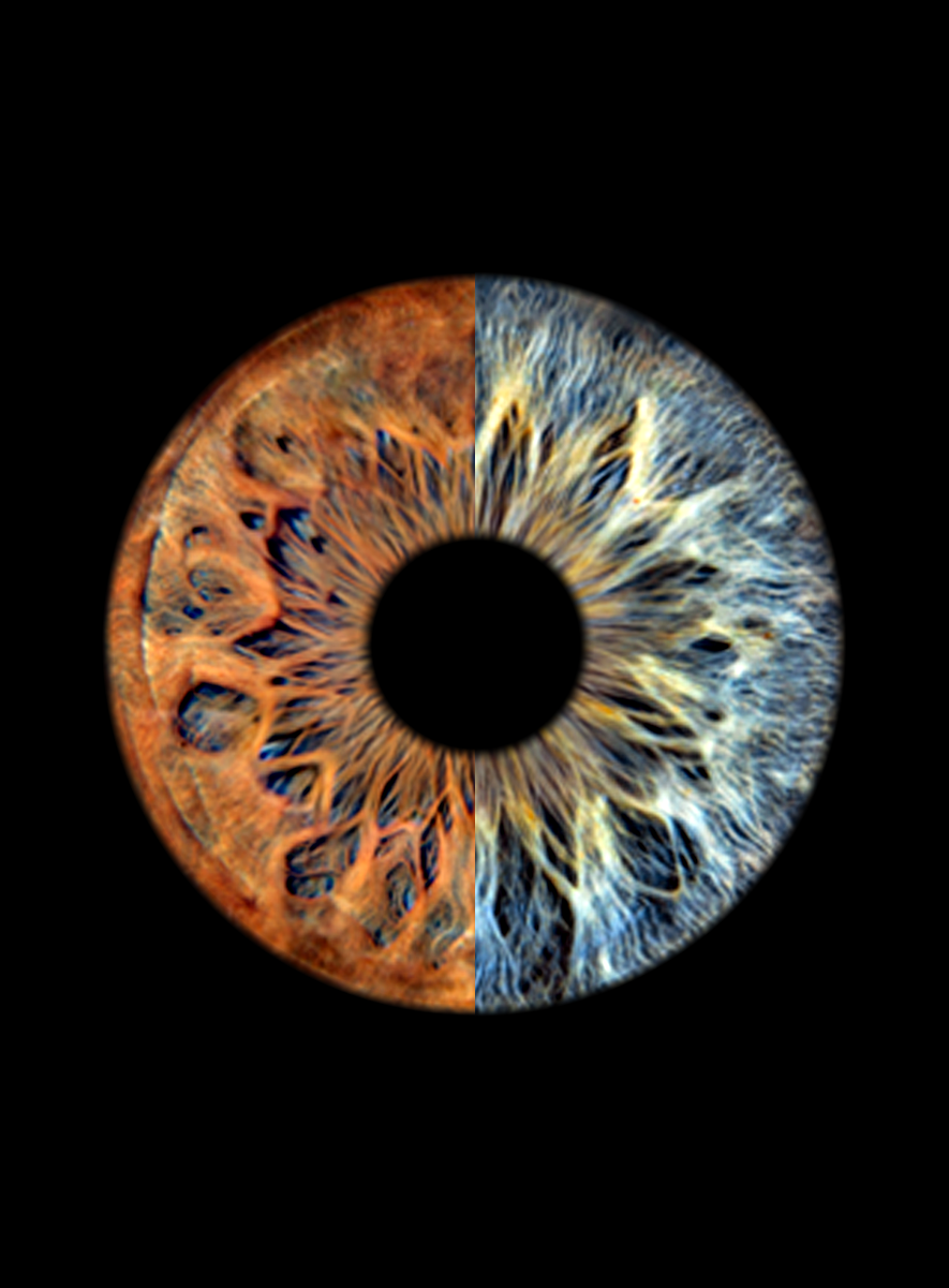 CANVAS - Fusion
