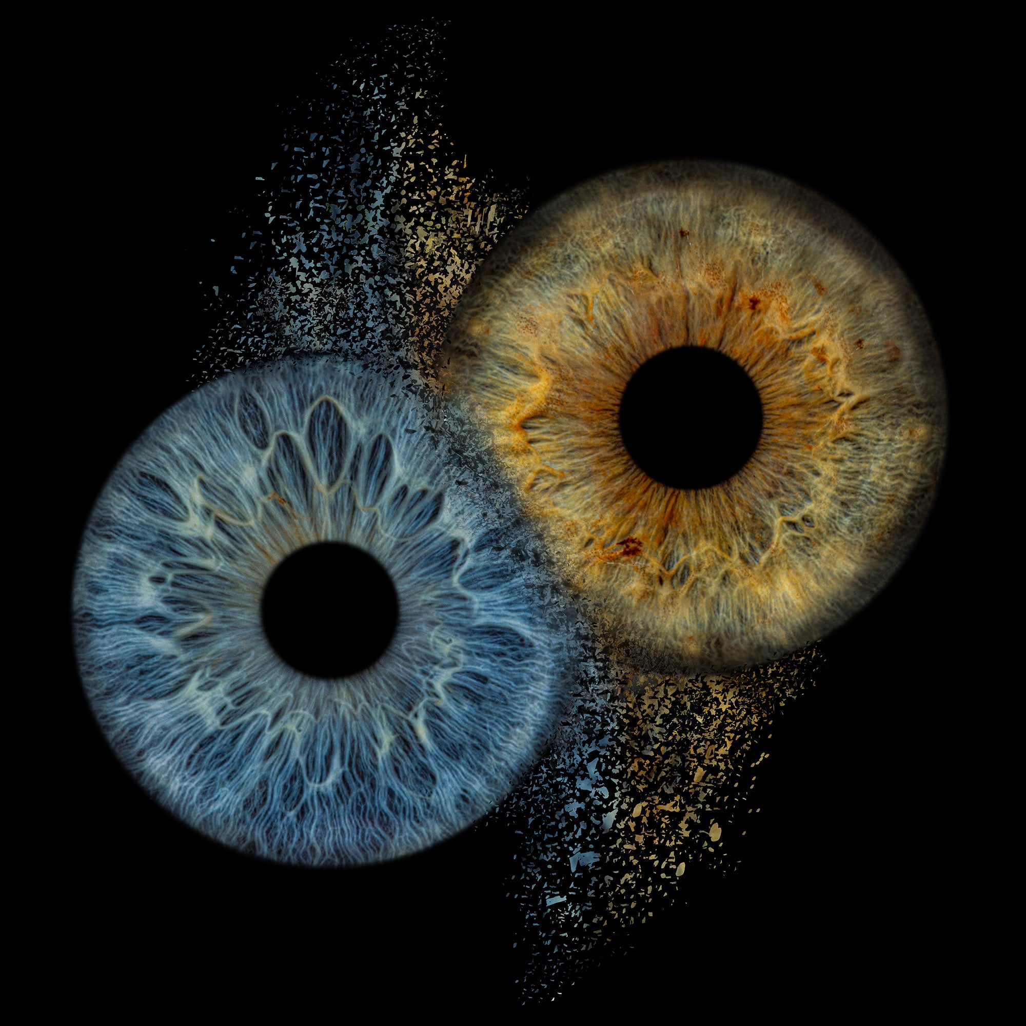 The Anatomy and Function of the Iris: A Scientific Overview – Eyeshot.nl